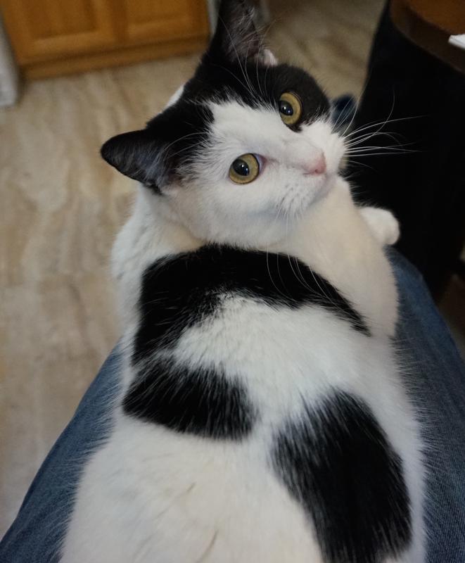 Black and white cat sitting on my lap and looking at the camera